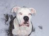 American Bulldog Foto: the Blue (ID 39539) American Bulldog Hund