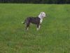 American Bulldog Foto: Steh (ID 39562) American Bulldog Hund