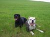 American Bulldog Foto: mit freundin Tyra (ID 39559) American Bulldog Hund