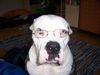 American Bulldog Foto: Badenixen (ID 39547) American Bulldog Hund