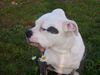 American Bulldog Foto: Badenixen (ID 39549) American Bulldog Hund