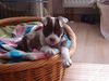 American Bulldog Foto: hallo (ID 37871) American Bulldog Hund