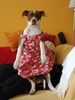 American Bulldog Foto: Nicki singt : weil ich ein Mädchen bin (ID 39590) American Bulldog Hund