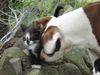 American Bulldog Foto: Babykater Capome und Bulldog-Mix Nicki (ID 39591) American Bulldog Hund