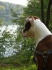 American Bulldog Foto: Nicki(BulliMix) am Liebnitzsee (ID 40005) American Bulldog Hund