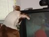 American Bulldog Foto: Nicki guckt TV (ID 40181) American Bulldog Hund