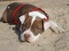 American Bulldog Foto: Nicki am Strand (ID 37872) American Bulldog Hund