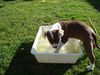 American Bulldog Foto: Nicki erster Wasserkontakt mit 11 wochen (ID 37873) American Bulldog Hund