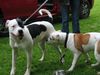 American Bulldog Foto: Kira spielt (ID 27091) American Bulldog Hund