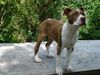 American Bulldog Foto: Nicki American Bulldog/Staff-Mix (ID 38427) American Bulldog Hund