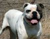 American Bulldog Foto: McEvoy's Big poppa Pump (ID 5872) American Bulldog Hund