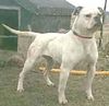 American Bulldog Foto: Rebel Rose American Buldogs (ID 5861) American Bulldog Hund