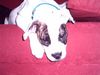 American Bulldog Foto: mein Lieblingsplatz (ID 19972) American Bulldog Hund
