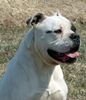 American Bulldog Foto: Rebel Rose's Savvy of Mancera (ID 5869) American Bulldog Hund