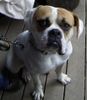 American Bulldog Foto: Swiss Bulls Dusty (ID 21665) American Bulldog Hund