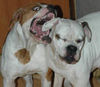 American Bulldog Foto: Mao's - Snowkingdom-Belgrade (ID 39887) American Bulldog Hund