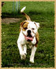 American Bulldog Foto: Mao\'s - Snowkingdom-Belgrade (ID 39888) American Bulldog Hund