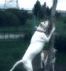 American Bulldog Foto: Maos - Snowkingdom-Belgrade (ID 39889) American Bulldog Hund