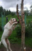 American Bulldog Foto: Maos - Snowkingdom-Belgrade (ID 39890) American Bulldog Hund