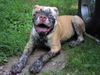 American Bulldog Foto: Trik - Bred by Rebel Rose American Bulldogs (ID 5874) American Bulldog Hund