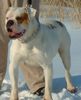 American Bulldog Foto: Foreman's Grillin' Machine (ID 5865) American Bulldog Hund