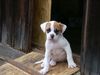 American Bulldog Foto: Baby-Bild von Swiss-Bulls Dusty (ID 23989) American Bulldog Hund