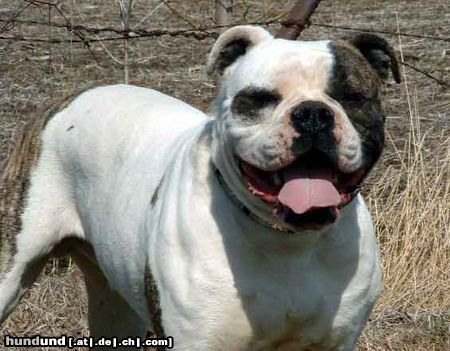 American Bulldog Hunde Foto 5872 American Bulldog McEvoy's Big poppa Pump