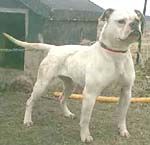 American Bulldog Hunde Foto 5861 American Bulldog Rebel Rose American Buldogs