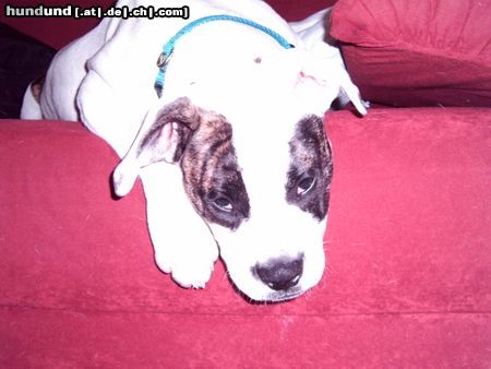American Bulldog Hunde Foto 19972 American Bulldog mein Lieblingsplatz