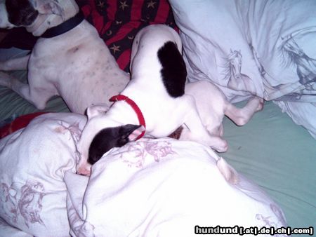 American Bulldog Hunde Foto 22563 American Bulldog Pennstunde in Frauchen´s Bett