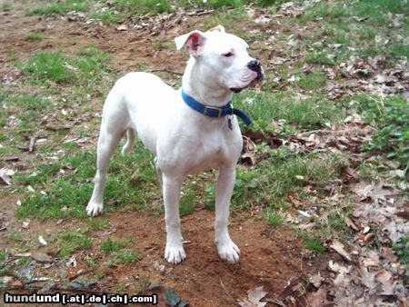 American Bulldog Hunde Foto 19940 American Bulldog Suche neues Zuhause