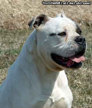 American Bulldog Hunde Foto 5869 American Bulldog Rebel Rose's Savvy of Mancera
