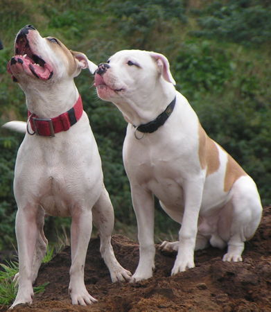 American Bulldog Schnappi und Bojo
