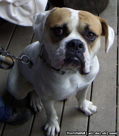 American Bulldog Hunde Foto 21665 American Bulldog Swiss Bulls Dusty