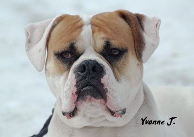 American Bulldog Hunde Foto 30555 in höherer Auflösung ansehen American Bulldog