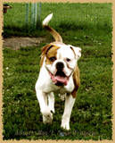 American Bulldog Hunde Foto 39888 in höherer Auflösung ansehen American Bulldog Mao\'s - Snowkingdom-Belgrade
