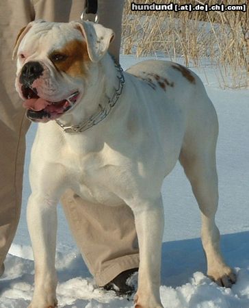 American Bulldog Hunde Foto 5865 American Bulldog Foreman's Grillin' Machine
