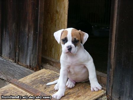 American Bulldog Hunde Foto 23989 American Bulldog Baby-Bild von Swiss-Bulls Dusty