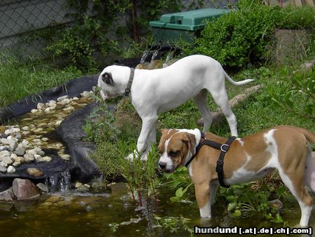 American Bulldog Hunde Foto 22136 American Bulldog FISCHE !!!! :-)