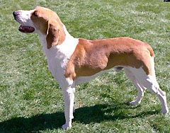American Foxhound Hunde Foto 224 American Foxhound