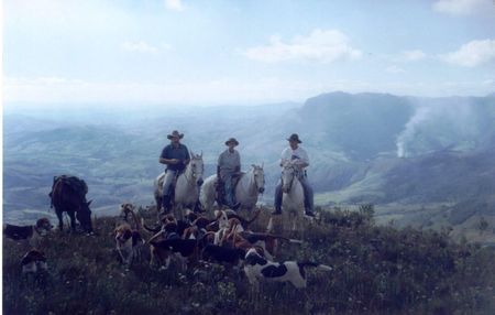 American Foxhound canil dos mota