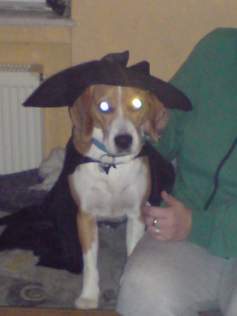 American Foxhound Das ist Eddy an Karneval