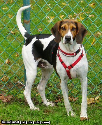 American Foxhound Hunde Foto 23358 in höherer Auflösung ansehen American Foxhound Daisey