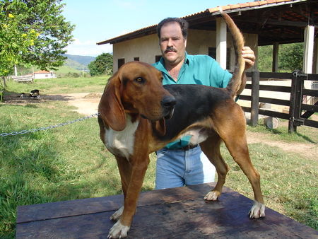 American Foxhound canil dos mota, mais de um século selecionando cães Foxhound Americano
