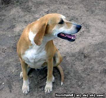 American Foxhound Old Boy