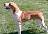 American Foxhound Hund