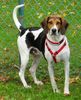 American Foxhound Hund