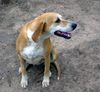 American Foxhound Hund