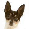 American Toy Terrier, Amerikanischer Zwergterrier, Toy Fox Terrier, Amertoy