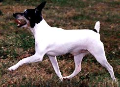 American Toy Terrier